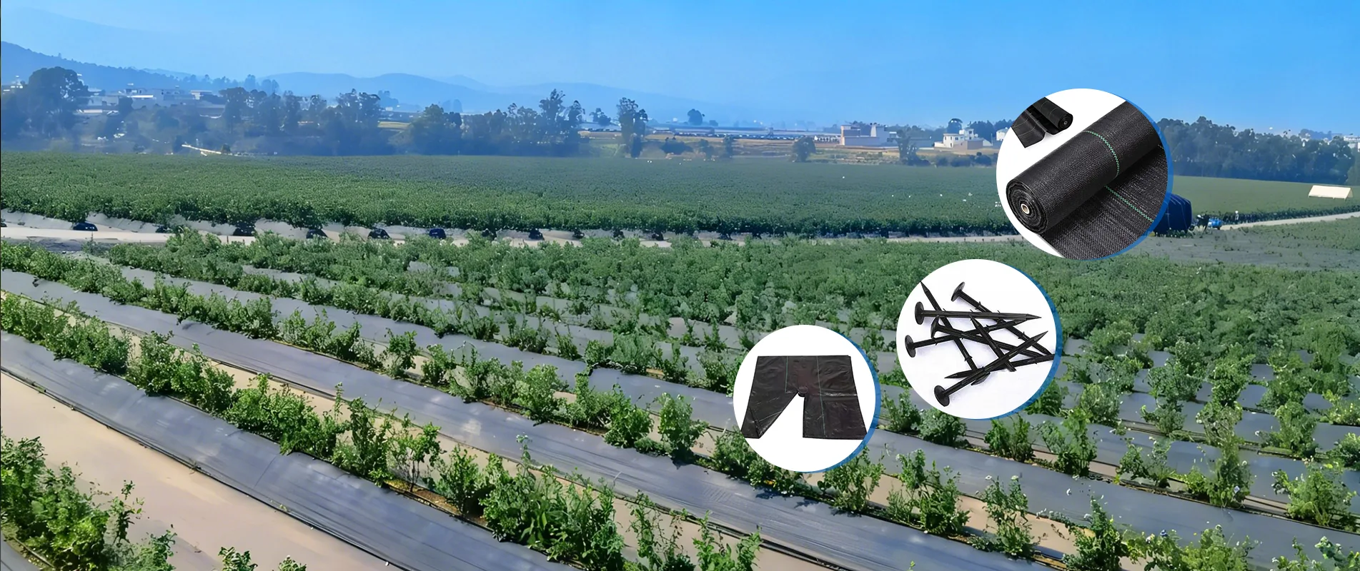 Produttore cinese di tessuti per barriere anti-erbacce