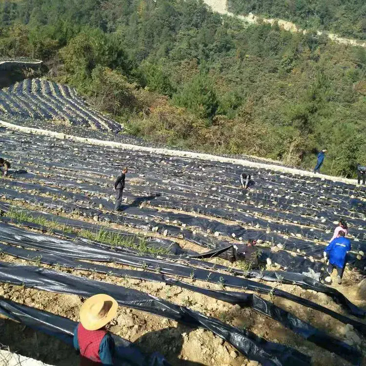 Come il tessuto barriera contro le erbe infestanti aiuta a creare ambienti di coltivazione più puliti e sostenibili